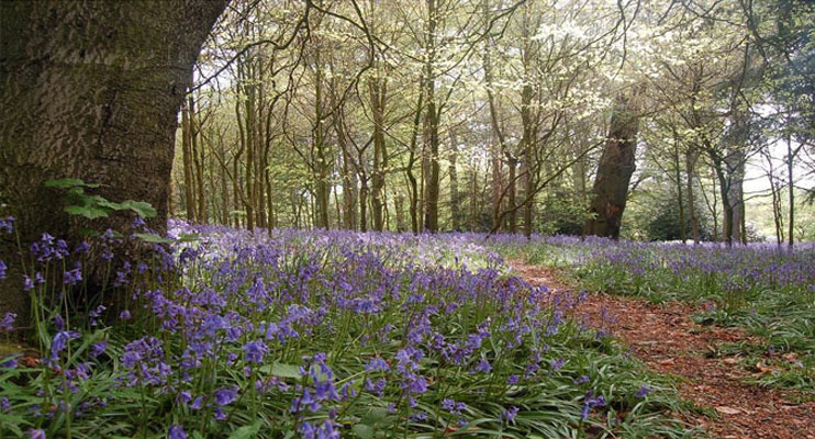 Blue Bells