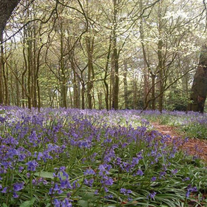 Blue Bells