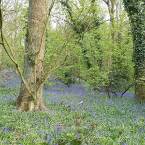 Another view of Bluebells