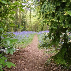 Bluebells in Shipley Park Woods