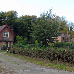 Hedge laying work at The Field