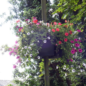 Parish Hanging Baskets 2020