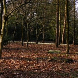 Snowdrops in the Mundy Hall Woods