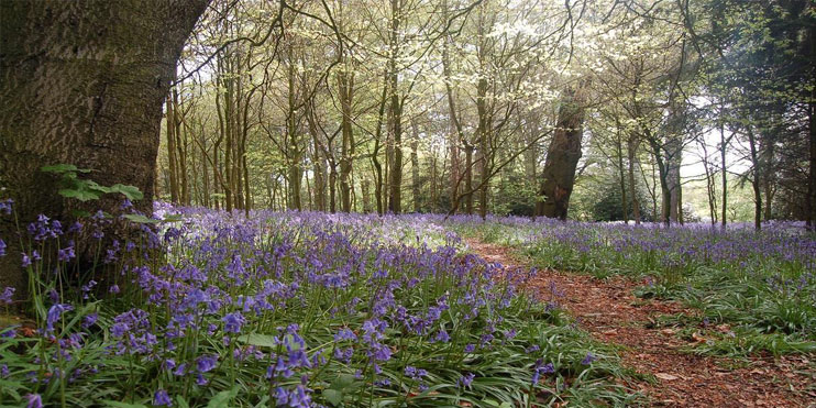 Photograph of Bluebells