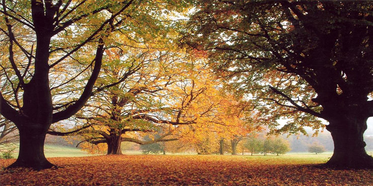 Photograph of Shipley Park